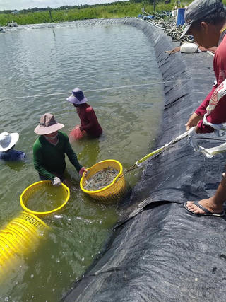 Bàn giải pháp phát triển bền vững ngành tôm