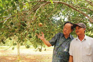 Trồng mắc ca lấy ‘hạt nữ hoàng quả khô’, nông dân bán sướng hơn đi ‘bán vàng’