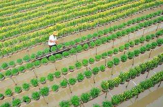 Hoa trên cánh đồng nước