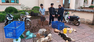 Đắk Nông: Triệt phá nhóm đối tượng trộm chó liên tỉnh