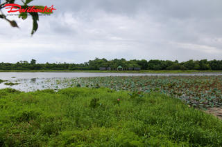 Trằm Trà Lộc - ‘lá phổi xanh’ giữa miền cát trắng