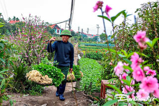 Nông dân Quảng Yên thu hoạch vụ rau Tết