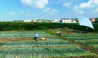 Giá cói giảm, nông dân như 'ngồi trên lửa'