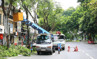 Lo ngại cây xanh gãy đổ vào mùa mưa, TP HCM thay 2.765 cây
