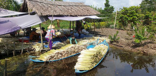 Cà Mau: Nông dân “đổi đời” nhờ trồng cây bồn bồn