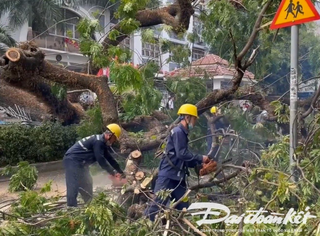 Điều tra mở rộng vụ án Công ty Cây xanh Công Minh