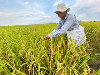Nông dân trồng lúa thắng lợi ‘kép’