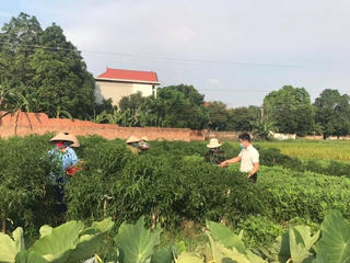Vĩnh Phúc: Thực hiện hiệu quả chính sách cho vùng đồng bào DTTS và miền núi