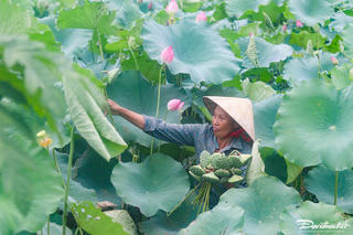 Hoa sen nở rộ bên trong tòa thành cổ