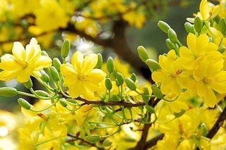 Tình này rất Xuân