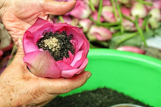 Lưu giữ phong vị thanh tao đất Hà Thành