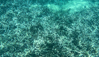 Khánh Hòa: San hô bị chết hàng loạt tại Vịnh Nha Trang