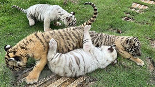 Đồng Nai: Hổ Bengal quý hiếm sinh được 7 con