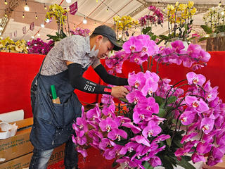 Nghề cắm hoa lan Tết kiếm tiền triệu mỗi ngày