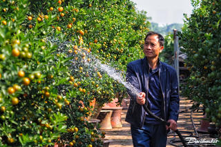 Quất ghép trên thân lũa giá hàng chục triệu đợi Tết