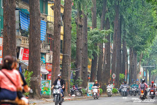Hà Nội: Hàng cây sao đen trăm tuổi trên phố Lò Đúc
