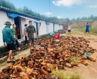 Người dân chung tay ‘giải cứu’ 8.000 con gà chết ngạt