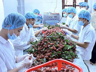 Thông đầu ra cho nông sản