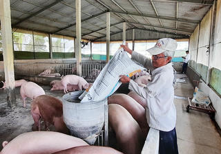 Giá lợn hơi lao dốc, người nuôi ngại tái đàn