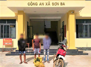 Quảng Ngãi: Liên tiếp phát hiện xử lý nhiều vụ trộm cau của người dân