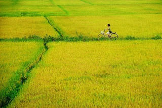 Sẵn sàng chia sẻ kinh nghiệm về bảo đảm an ninh lương thực