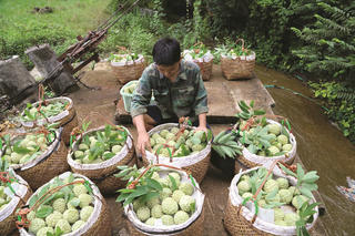 Mùa na xanh thẫm Chi Lăng