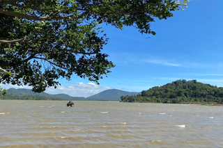 Cây Kơ nia bên hồ Lắk