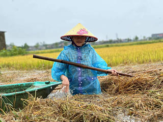 Hàng nghìn tấn lúa của nông dân Hà Tĩnh chìm trong nước lũ
