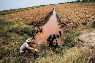 Ứng phó với hạn mặn