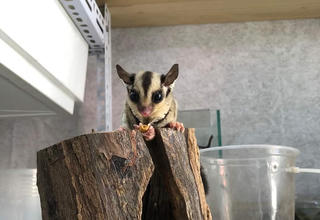 [VIDEO] Trào lưu nuôi sóc bay của giới trẻ