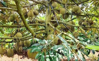 Gắn chặt chuỗi liên kết