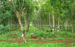 Không sử dụng đất trồng cây hàng năm trong thời hạn 12 tháng có bị phạt không?