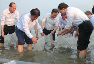 Quảng Ninh: Thả 5 triệu con giống tái tạo nguồn lợi thủy sản