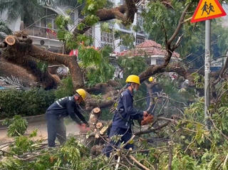 TPHCM sẽ siết chặt công tác quản lý cây xanh