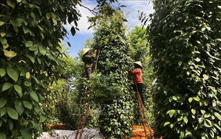 Giá xuất khẩu hồ tiêu dự báo giữ mức tăng