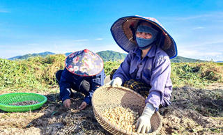 Nông sản rớt giá, người dân lao đao