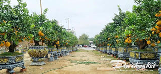 Đào, quất, bưởi đổ bộ thành Vinh