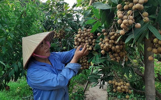 Nhãn Việt vươn xa