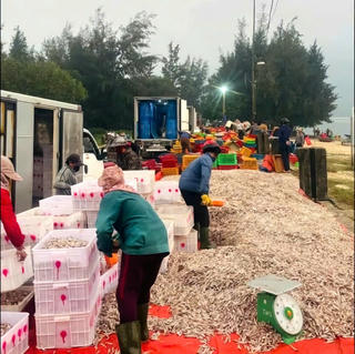 Ngư dân Hà Tĩnh trúng đậm mẻ cá cơm