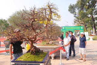 Hàng trăm cây mai 'khủng' hội tụ về Huế dịp Tết Nguyên đán