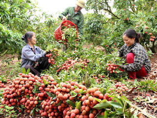 Bắc Giang vào vụ thu hoạch vải thiều