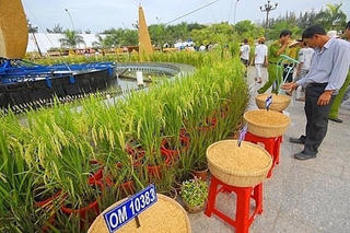 Festival Quốc tế ngành hàng lúa gạo Việt nam lần thứ I diễn ra tại Hậu Giang