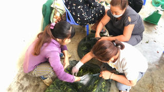 Chợ 'tôm bay' ở thành Vinh