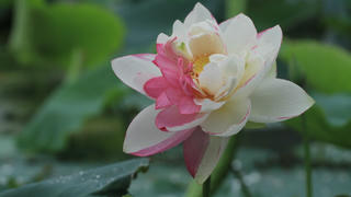 Ở nơi bốn mùa sen nở