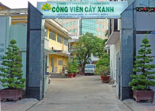 Nhiều bất cập trong quản lý cây xanh đô thị