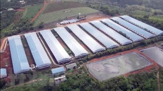 Vi phạm về môi trường, doanh nghiệp chăn nuôi bị phạt hơn 1,4 tỷ đồng