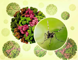 Dịch virus Chikungunya lan rộng tại nhiều quốc gia: Hơn 240.000 ca mắc, 90 người tử vong