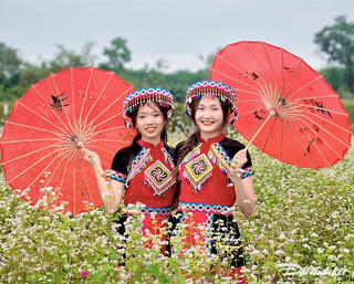 Về làng sinh thái Cà Ban chiêm ngưỡng hoa tam giác mạch