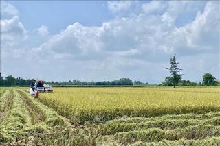 Lợi ích lớn từ sản xuất lúa theo hướng hữu cơ