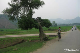 Cây ven đường